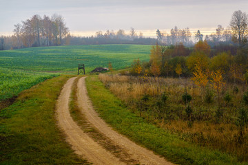 gravel road in a rural area with forest on one side and rape field on the other. Hunting areas.