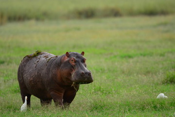 hippo ON GRASSY FIELD