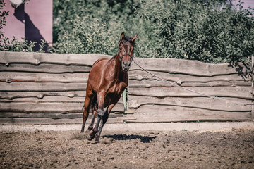 Beautiful horse in the process of training