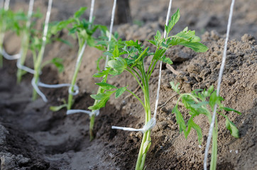 Growing bio vegetables in the northern Bulgaria