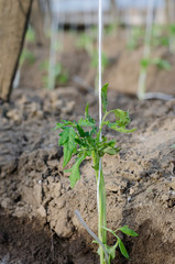 Growing bio vegetables in the northern Bulgaria