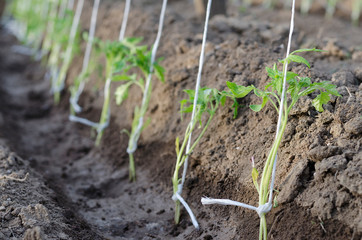 Growing bio vegetables in the northern Bulgaria