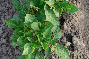 Growing bio potatoes in the northern Bulgaria in the summer
