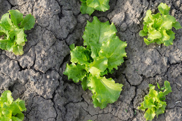 Growing bio lettuce in the northern Bulgaria in the summer