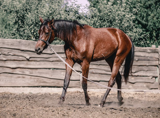 Beautiful horse in the process of training