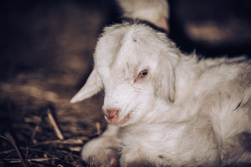 Newborn goat with his mother