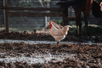 The chicken walks in the yard