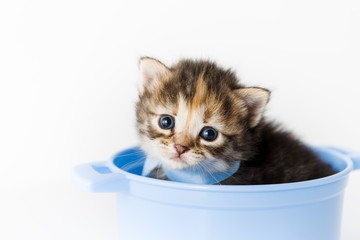 Curious little striped kitten sits in a toy pan and peeks out of it with a blue bow around its neck