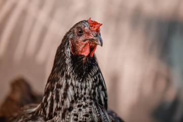 The chicken walks in the yard
