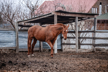 Beautiful horses walk in the paddock