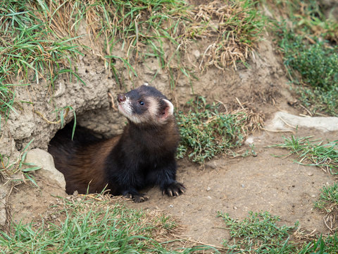Polecat Looking out of a Tunnel.