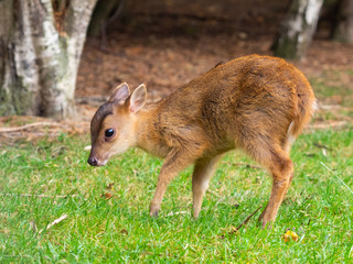 Young Muntjac Deer, Muntiacus reevesi