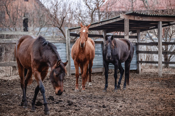 Beautiful horses walk in the paddock