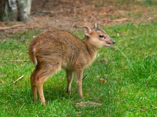 Naklejka na ściany i meble Young Muntjac Deer, Muntiacus reevesi
