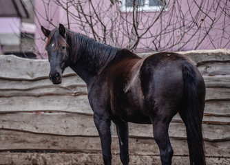 Beautiful black horse walks in the corral
