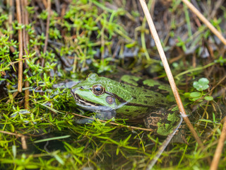 Marsh frog ( Pelophylax ridibundus )  in water