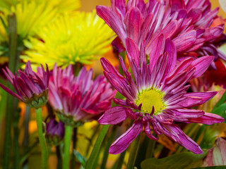 Close up of bunch of beautiful colorful flowers