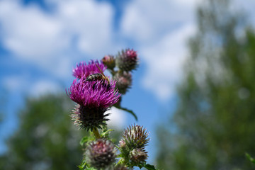 Burdock thorny purple flower, green buds and leaves in herbal garden. Blooming medicinal plant burdock.