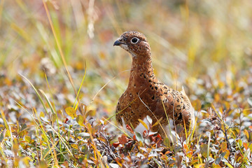 Closeup of a single wild willow ptarmigan walking in the field at Denali National Park, Alaska.  © jayyuan