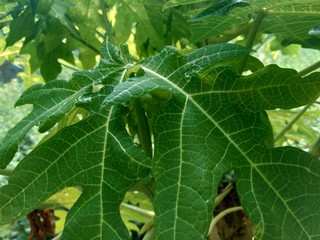 Green papaya leaves (Carica papaya) in the nature backgorund