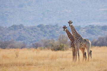 Giraffes in South Africa