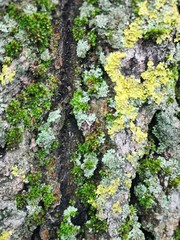 lichen on tree bark and color moss