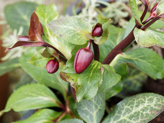 (Helleborus x glandorfensis) Winterblüher Christ-und Lenzrosen oder Hybridsorte Schneerosensorten...
