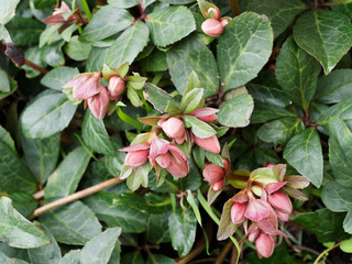 (Helleborus x glandorfensis) Winterblüher Christ-und Lenzrosen oder Hybridsorte Schneerosensorten...