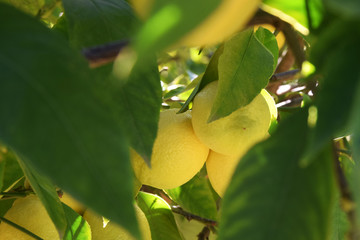 Lemon tree details on blue sky background with branches of ripe yellow lemon fruits