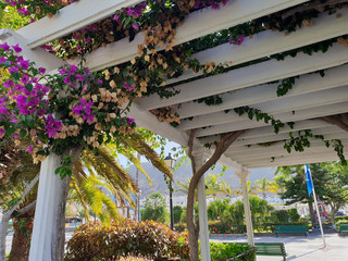 Blumenpergola in Maspalomas - Gran Canaria