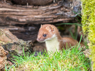 Stoat (mustela erminea) on Grass Bank