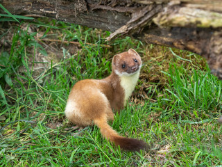 Stoat (mustela erminea) on Grass Bank