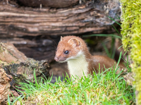 Stoat (mustela Erminea) On Grass Bank