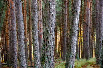forest with lots of pines