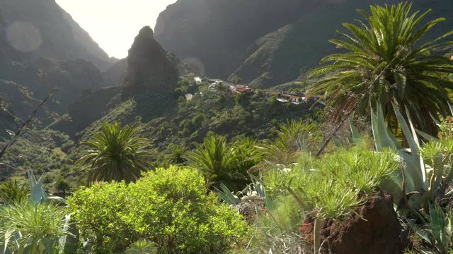 Diverse tropical flora in Masca valley on Tenerife island. Warm sunset lights, UHD
