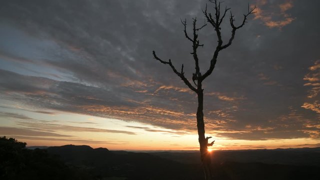 Tree Silhouette at Sunrise in the Mountains in Brazil