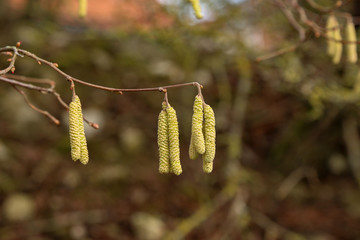 Obraz premium Yellow flowering earrings of an alder tree in early spring