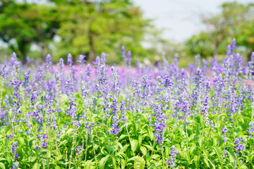 Blue salvia flower small violet flower.