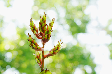 Bromeliad flower with green background.