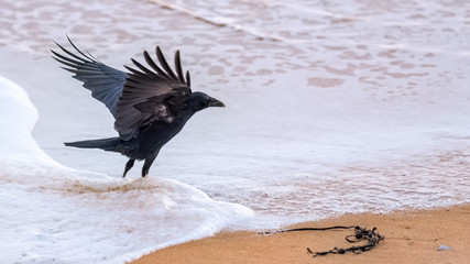 Carrion crow wading through shallow surf on the shores of a sandy beach with his wings outstretched
