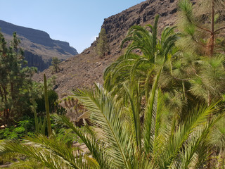 Fototapeta na wymiar Vegetation im Palmitos Parque - Gran Canaria