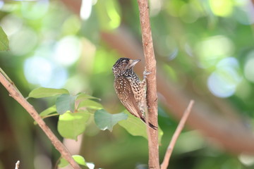 WOODPECKER