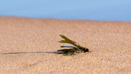 Seaweed strand on the shores of a sandy beach in soft evening sunshine with calm ocean in the background