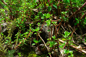 Green foliage in Huascarán National Park