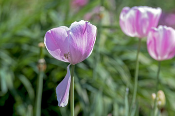 insight into a light purple colored tulip