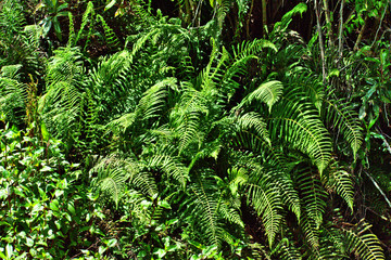 Many ferns growing in Huascarán National Park