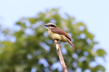 bird on a branch