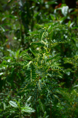 green astragalus growing in Huascarán National Park