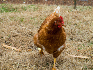 Rhode Island Red Chicken hen running in green and brown grass