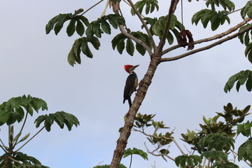WOODPECKER 